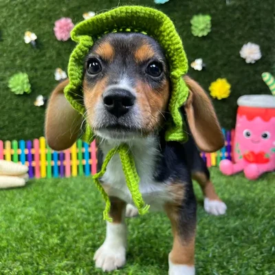 Female Beagle puppy named Sandy for sale at Puppy Dreams - Carrollton.