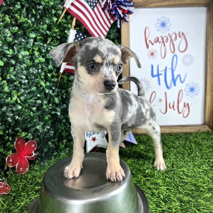 Female Chihuahua puppy named *Churro* for sale at Puppy Dreams - Mansfield.