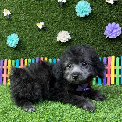 Male Poodle Toy puppy named Midnight for sale at Puppy Dreams - Carrollton.