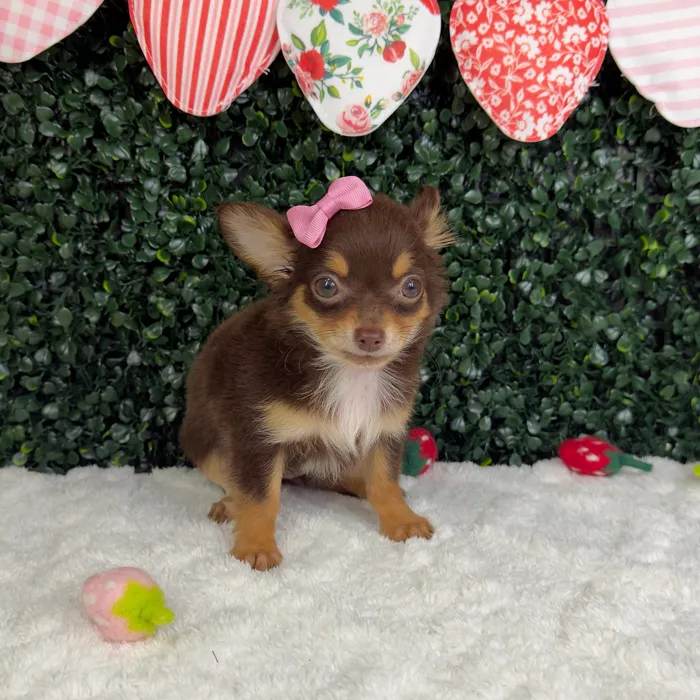Female Chihuahua puppy named Princesa for sale at Puppy Dreams - Garland.