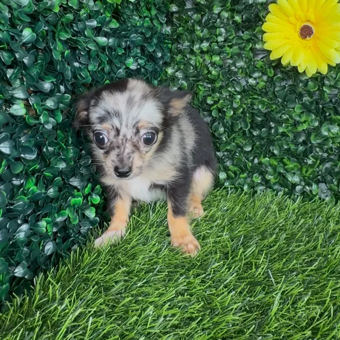 Female Chihuahua puppy named Mc Chicken for sale at Puppy Dreams - Denton.