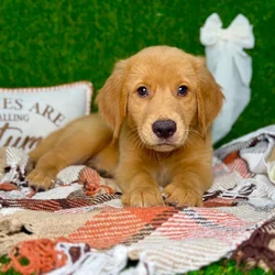 car_main_img_/media/ap_media/pets/TRRUAILOCHPA136593.webp.250x250_q85.webp