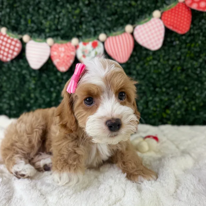 Female Cockapoo puppy named Daisy for sale at Puppy Dreams - Garland.