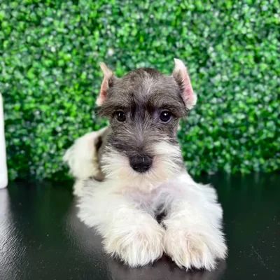 Male Mini Schnauzer puppy named Duke for sale at Puppy Dreams - North Richland Hills.