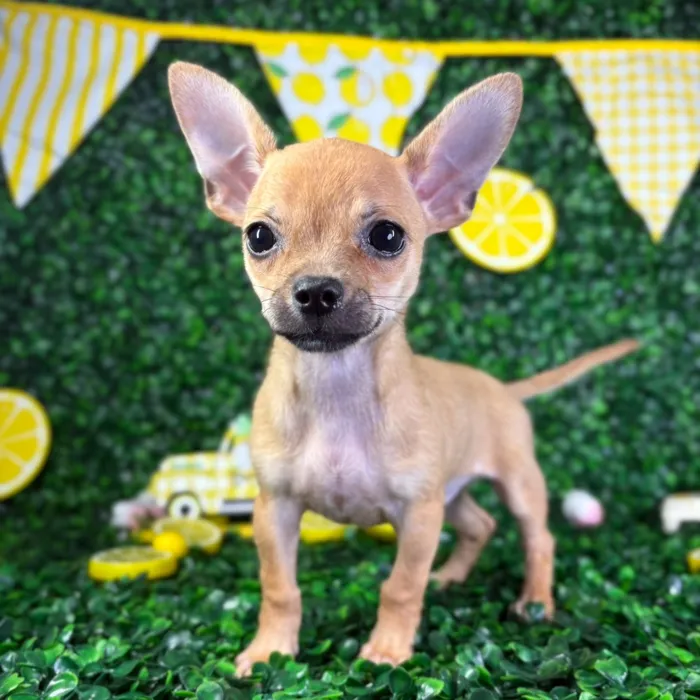 Male Chihuahua puppy named Romeo for sale at Puppy Dreams - North Richland Hills.