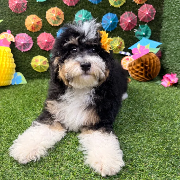 Female Bernedoodle puppy named Stella for sale at Puppy Dreams - Carrollton.