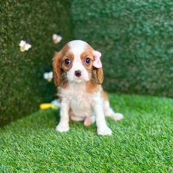 car_main_img_/media/ap_media/pets/TTMTLOEGPROD126185.webp.250x250_q85.webp