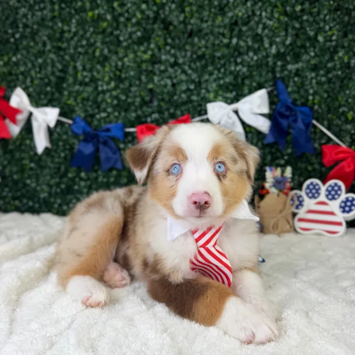 Male Mini Aussie puppy named Ranger for sale at Puppy Dreams - Garland.