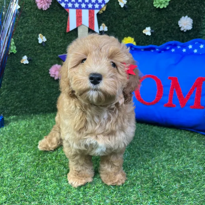 Female Cockapoo puppy named Rosie for sale at Puppy Dreams - Carrollton.