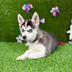 car_main_img_/media/ap_media/pets/TVOPBVGEEUHZ132095.webp.250x250_q85.webp