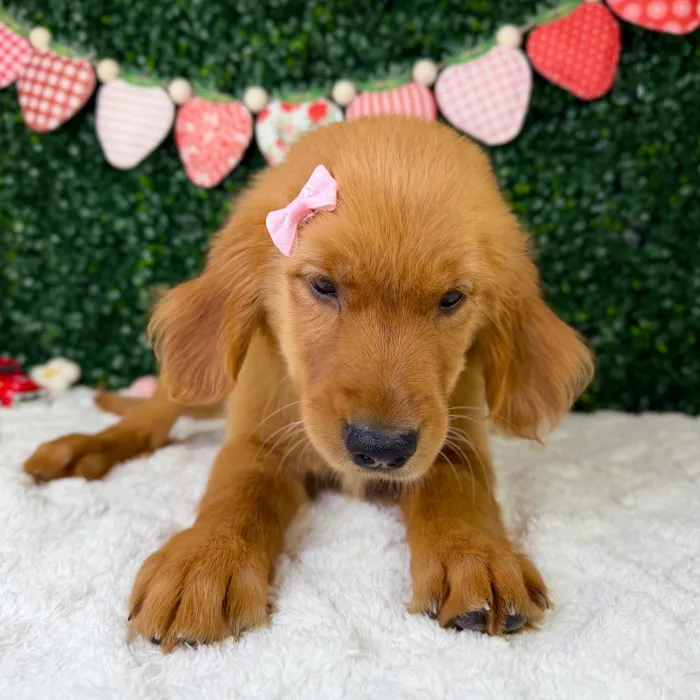 Female Golden Retriever puppy named Olive for sale at Puppy Dreams - Garland.