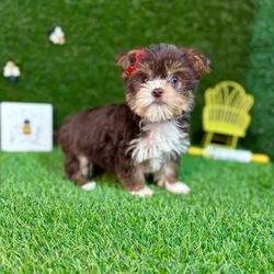car_main_img_/media/ap_media/pets/TVXIZIPYQWFG125277.webp.250x250_q85.webp