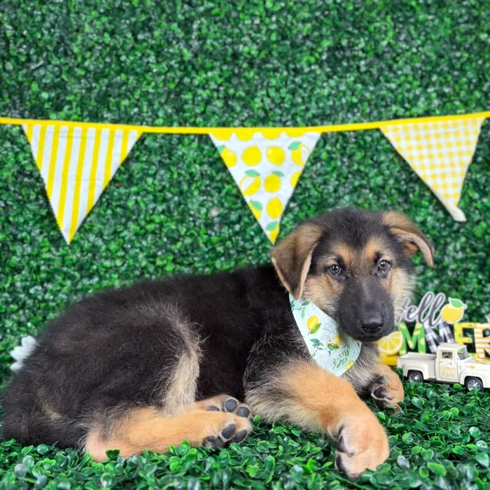 Male German Shepherd puppy named Moose for sale at Puppy Dreams - North Richland Hills.