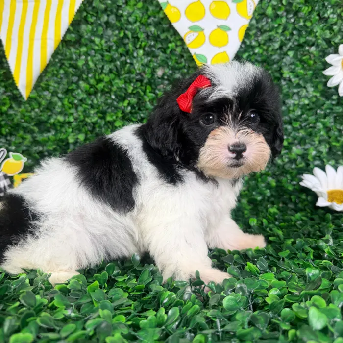 Female Shipoo puppy named Bella for sale at Puppy Dreams - North Richland Hills.