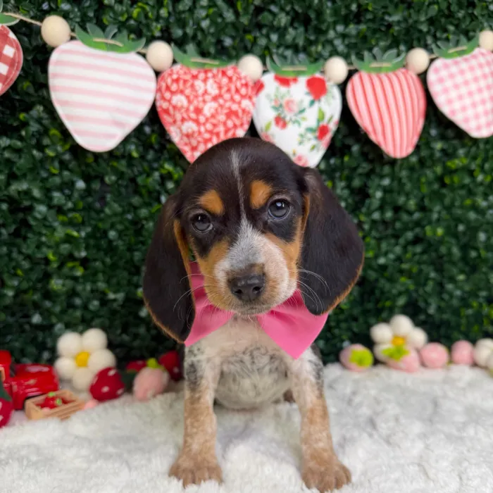 Female Beagle puppy named Coco for sale at Puppy Dreams - Garland.