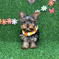 car_main_img_/media/ap_media/pets/TYYOBEDSTELL126328.webp.250x250_q85.webp