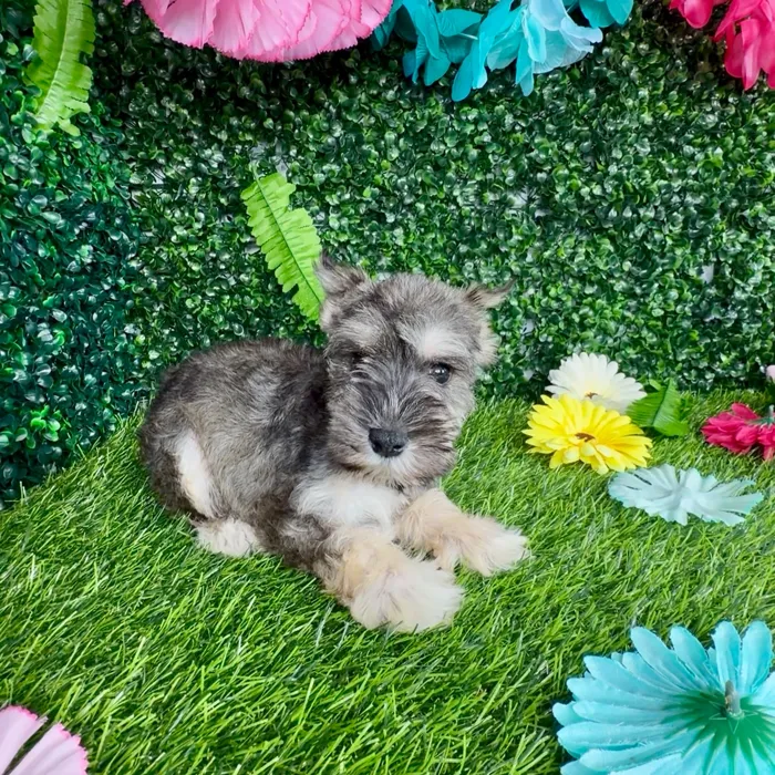 Female Mini Schnauzer puppy named Sphynx for sale at Puppy Dreams - Denton.