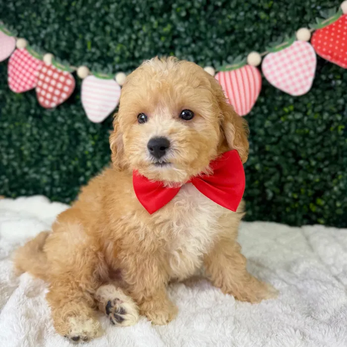 Male Bichon-Poodle puppy named Biscoff for sale at Puppy Dreams - Garland.