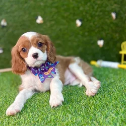 car_main_img_/media/ap_media/pets/UAILDQJEGIJM126164.webp.250x250_q85.webp