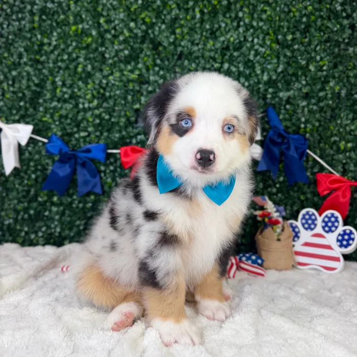 Male Mini Aussie puppy named Maverick for sale at Puppy Dreams - Garland.