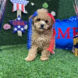 Female Mini Poodle puppy named Sage for sale at Puppy Dreams - Carrollton.