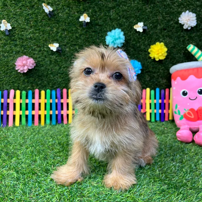 Female Shorkie puppy named Bubbles for sale at Puppy Dreams - Garland.