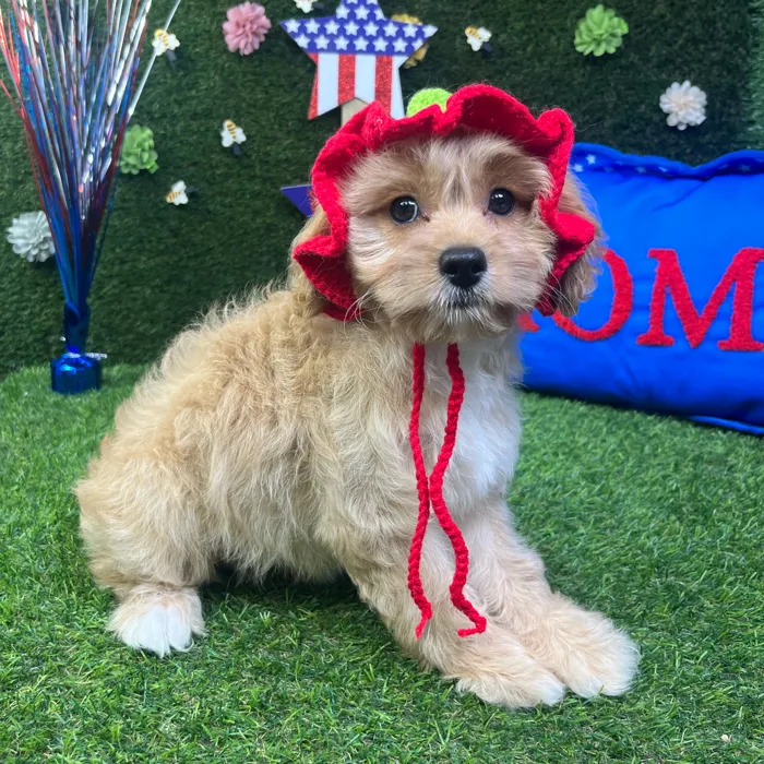 Female Cavapoo puppy named Peach for sale at Puppy Dreams - Carrollton.