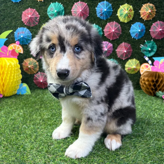 Male Mini Aussie puppy named Beau for sale at Puppy Dreams - Carrollton.