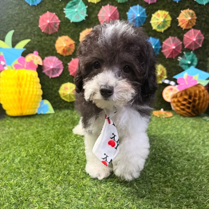 Male Poodle Toy puppy named Teddy for sale at Puppy Dreams - Carrollton.
