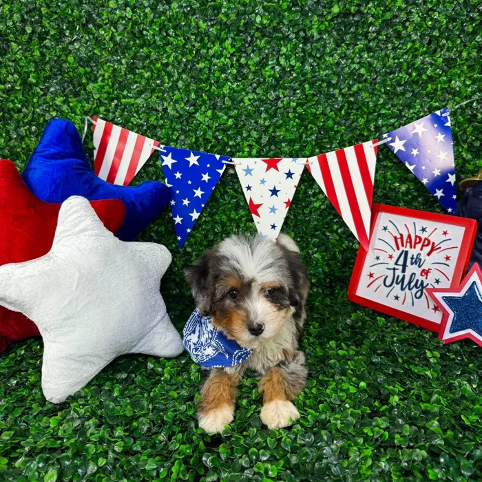 Male Bernedoodle Mini puppy named Oliver for sale at Puppy Dreams - North Richland Hills.