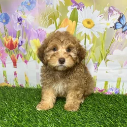 car_main_img_/media/ap_media/pets/UEAJYFUYYWIX128822.webp.250x250_q85.webp