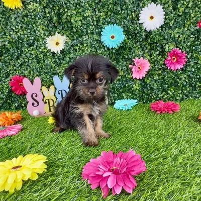 Female Shorkie puppy named Puddle for sale at Puppy Dreams - Denton.