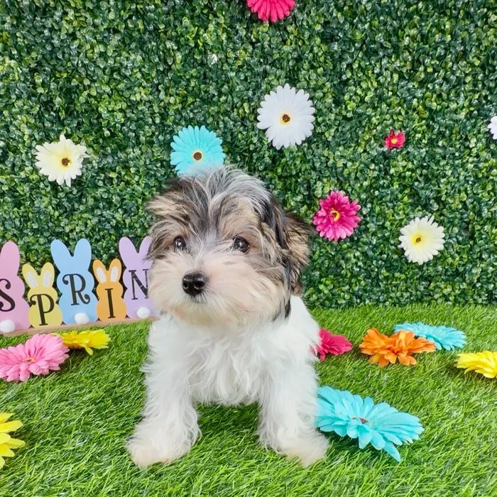 Male Morkie puppy named River for sale at Puppy Dreams - Denton.