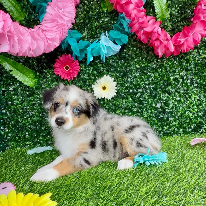 Female Mini Aussie puppy named Salma Hayek for sale at Puppy Dreams - Denton.