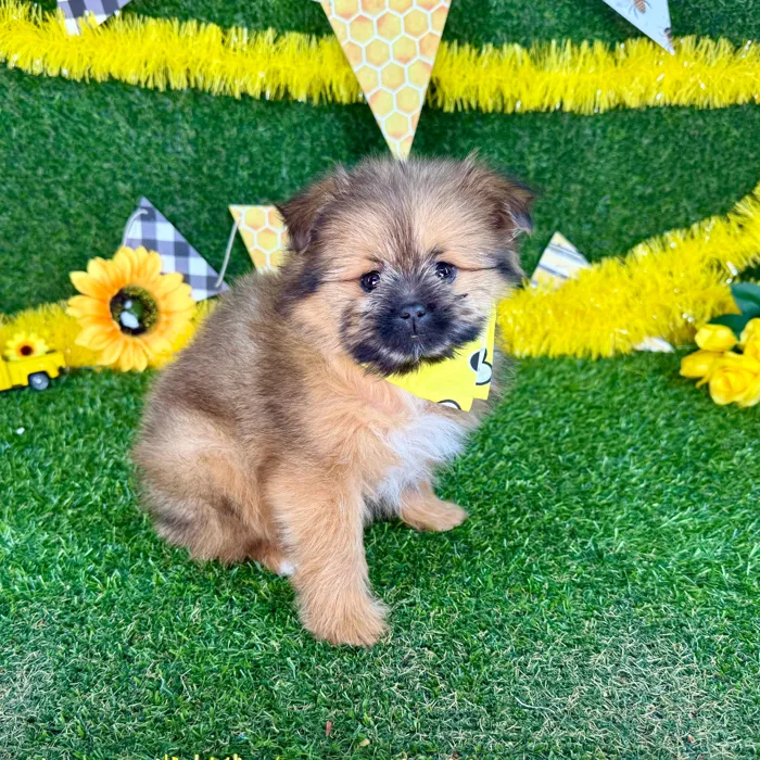 Male Pomeranian-Shih Tzu puppy named Max for sale at Puppy Dreams - Arlington.