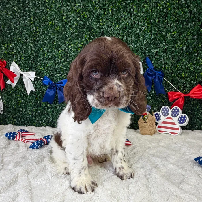 Male Cocker Spaniel puppy named Saint for sale at Puppy Dreams - Garland.