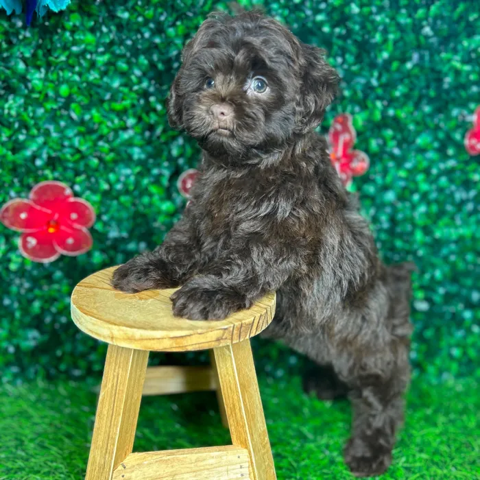 Female Shipoo puppy named *Joan* for sale at Puppy Dreams - Mansfield.