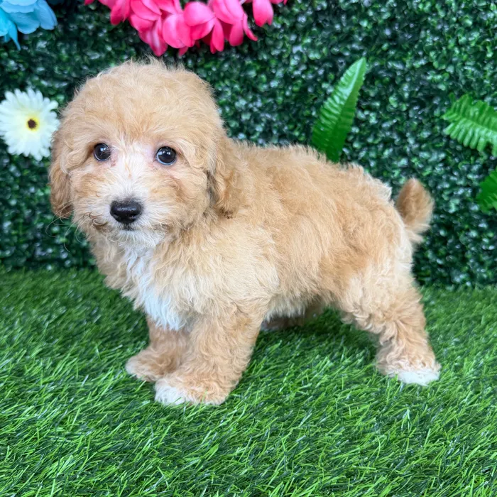 Female Bichon-Poodle puppy named Amaya for sale at Puppy Dreams - Denton.