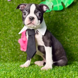 car_main_img_/media/ap_media/pets/UIHIESRPSBCY135844.webp.250x250_q85.webp