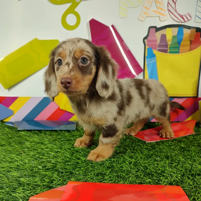 Female Dachshund puppy named *Mrs. Rennabecka* for sale at Puppy Dreams - Mansfield.