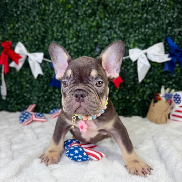 Female French Bulldog puppy named Nova for sale at Puppy Dreams - Garland.
