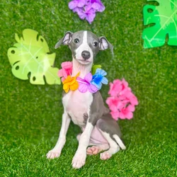 car_main_img_/media/ap_media/pets/UJERKSYKGTYN135553.webp.250x250_q85.webp