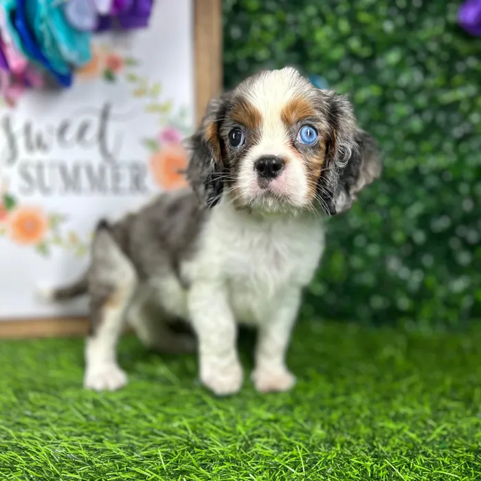 Male Cavalier King Charles Spaniel puppy named *Maui* for sale at Puppy Dreams - Mansfield.