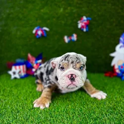 car_main_img_/media/ap_media/pets/UJXNORSCDAUO129762.webp.250x250_q85.webp