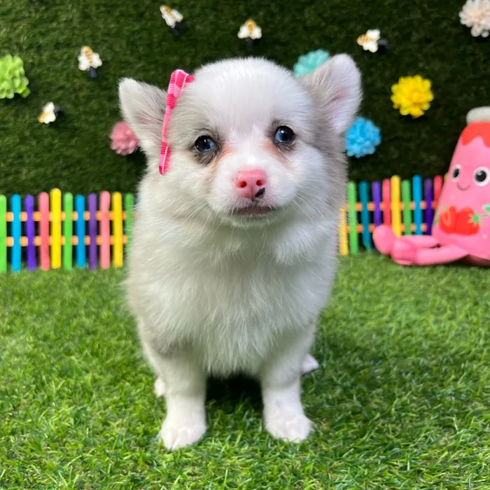 Female Pomchi puppy named Pinky for sale at Puppy Dreams - Carrollton.