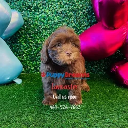 car_main_img_/media/ap_media/pets/ULAJDDXDHAIA136921.webp.250x250_q85.webp