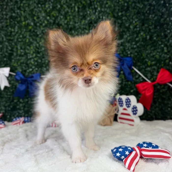 Female Pomeranian puppy named Lizzy for sale at Puppy Dreams - Garland.