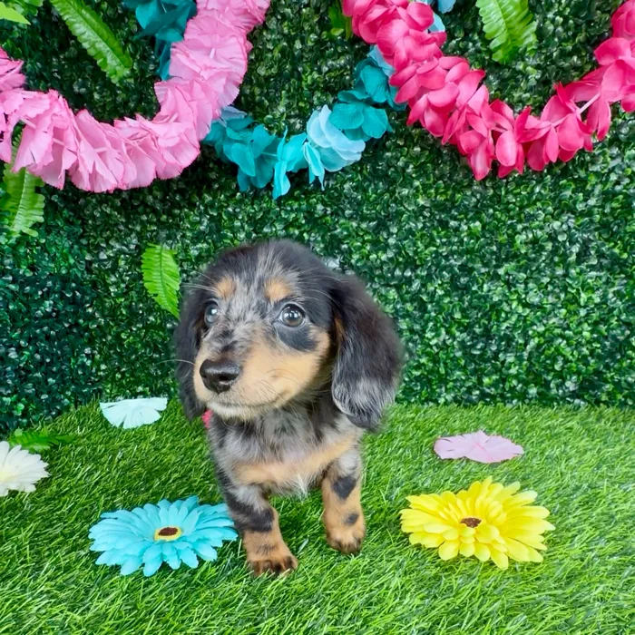 Female Dachshund puppy named Cheetah for sale at Puppy Dreams - Denton.