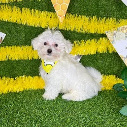 Male Maltese puppy named Harry for sale at Puppy Dreams - Arlington.