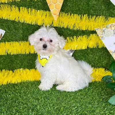 Male Maltese puppy named Harry for sale at Puppy Dreams - Arlington.